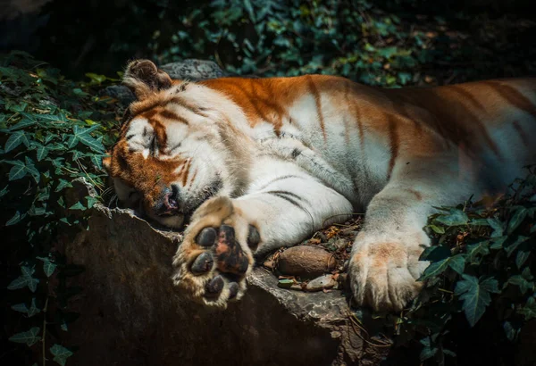 Μια Όμορφη Τίγρη Ευτυχής Φωτογραφηθεί — Φωτογραφία Αρχείου