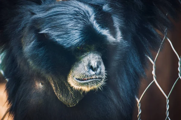 動物園の檻の中の美しい猿 — ストック写真