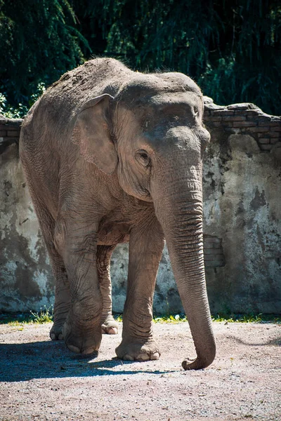 Прекрасный Слон Зоопарке — стоковое фото