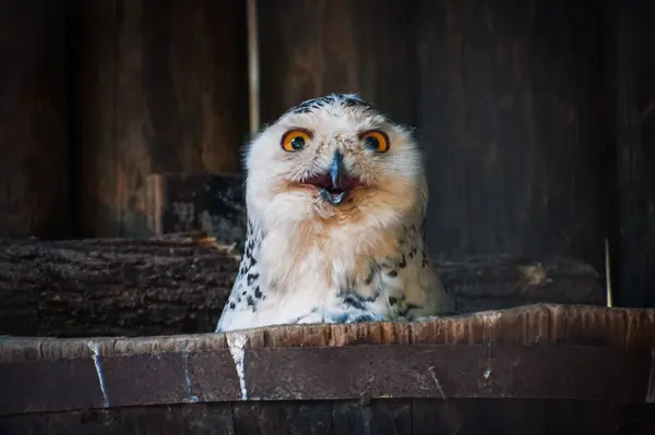 Lovely Owl Laughing — Stock Photo, Image
