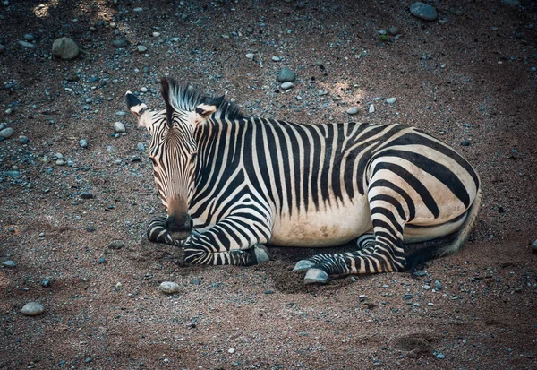 a poor zebra in a zoo