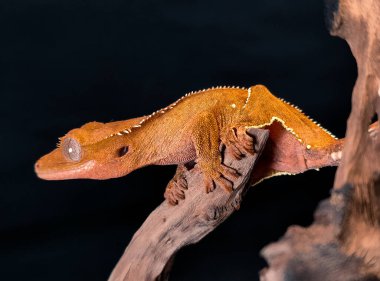 bir yerli Creed gecko portresi