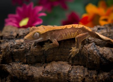 bir yerli Creed gecko portresi