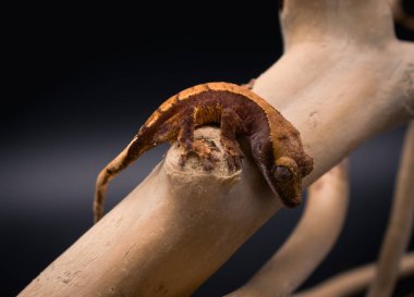 bir yerli Creed gecko portresi