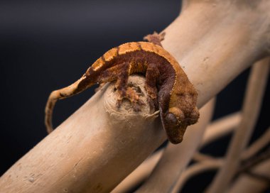 bir yerli Creed gecko portresi