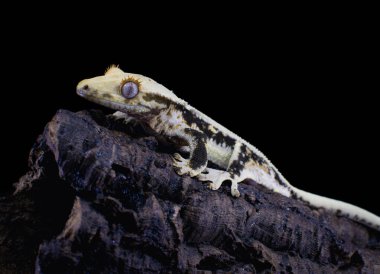 bir yerli Creed gecko portresi