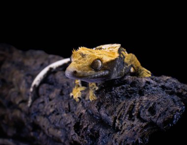 bir yerli Creed gecko portresi