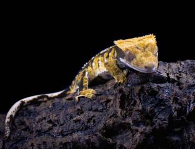 bir yerli Creed gecko portresi