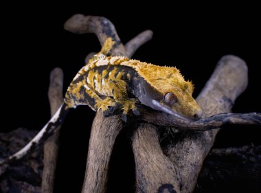 bir yerli Creed gecko portresi