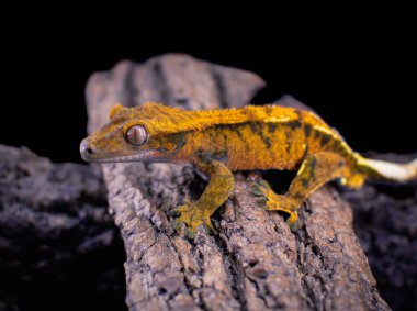 bir yerli Creed gecko portresi