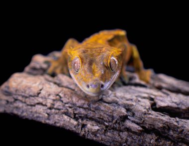 bir yerli Creed gecko portresi
