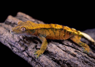 bir yerli Creed gecko portresi