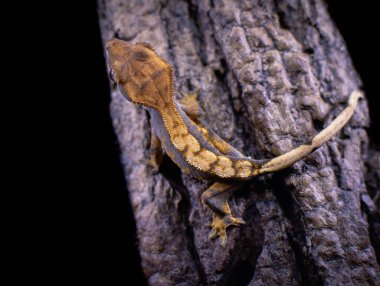 bir yerli Creed gecko portresi