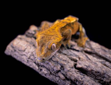 bir yerli Creed gecko portresi