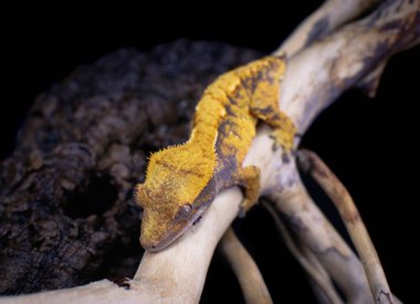 bir yerli Creed gecko portresi