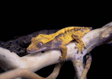 bir yerli Creed gecko portresi