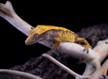 bir yerli Creed gecko portresi