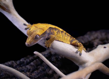 bir yerli Creed gecko portresi