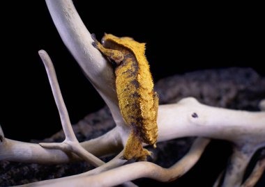 bir yerli Creed gecko portresi