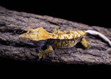 bir yerli Creed gecko portresi