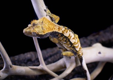 bir yerli Creed gecko portresi