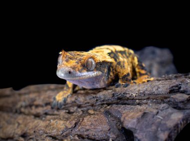 bir yerli Creed gecko portresi