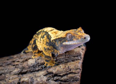 bir yerli Creed gecko portresi