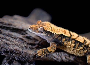 bir yerli Creed gecko portresi