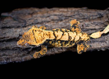 bir yerli Creed gecko portresi