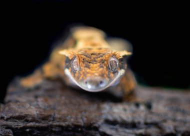 bir yerli Creed gecko portresi