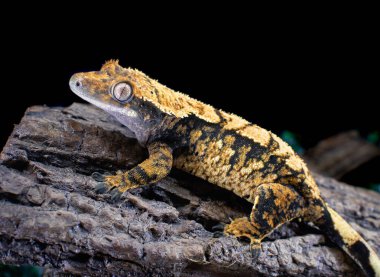 bir yerli Creed gecko portresi