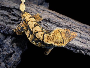 bir yerli Creed gecko portresi