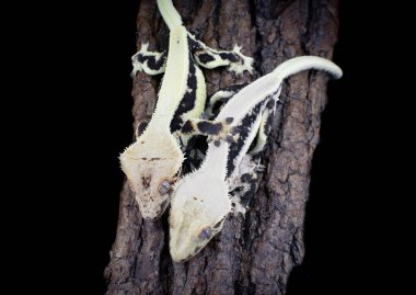 bir yerli Creed gecko portresi