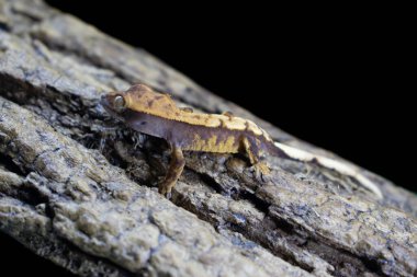 bir yerli Creed gecko portresi