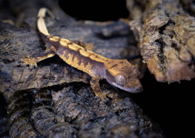 bir yerli Creed gecko portresi