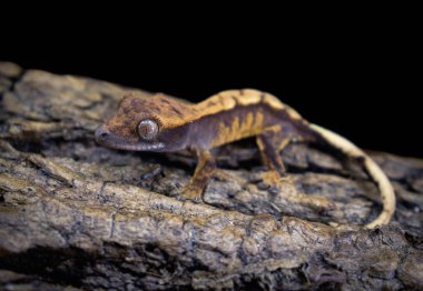 bir yerli Creed gecko portresi