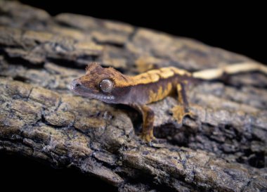 bir yerli Creed gecko portresi