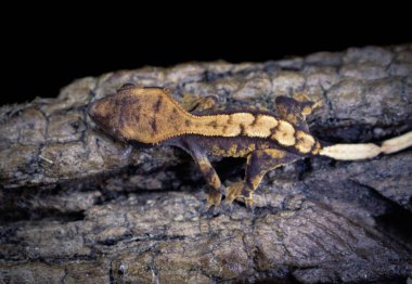 bir yerli Creed gecko portresi