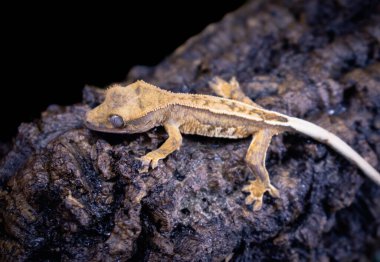 bir yerli Creed gecko portresi