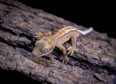 bir yerli Creed gecko portresi