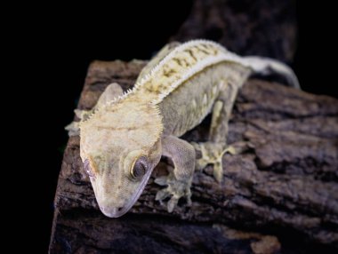 bir yerli Creed gecko portresi