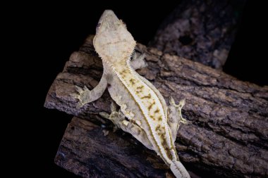 bir yerli Creed gecko portresi