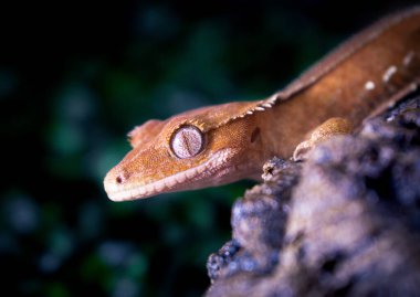 bir yerli Creed gecko portresi