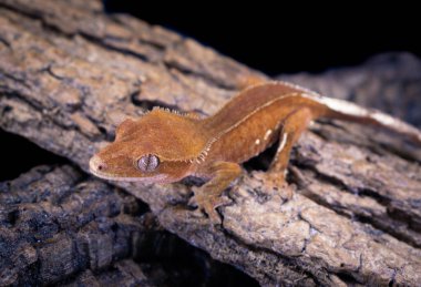 bir yerli Creed gecko portresi