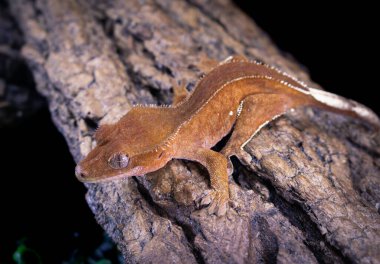 bir yerli Creed gecko portresi