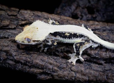 bir yerli Creed gecko portresi