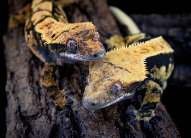 bir yerli Creed gecko portresi