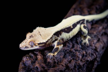 bir yerli Creed gecko portresi