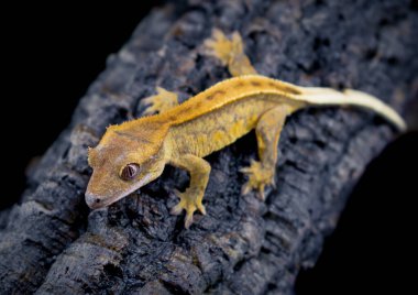 bir yerli Creed gecko portresi