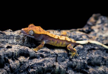 bir yerli Creed gecko portresi